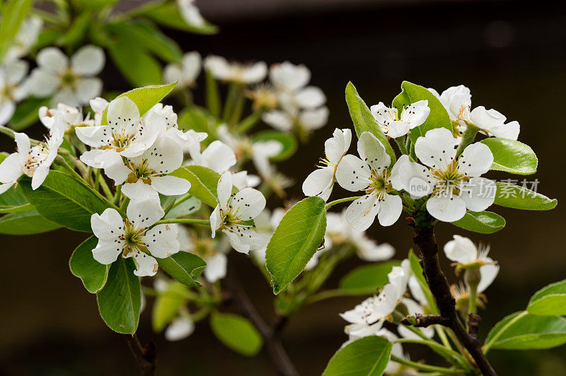 梨树(Pyrus communis)在花园里开花